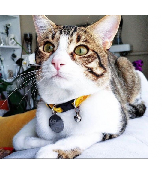 kedi isimli tasma